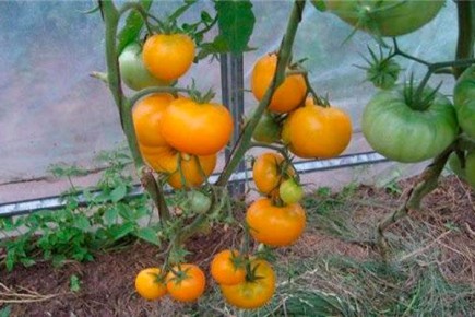 Почему помидоры Медовый спас — выбор профессионалов и дачников