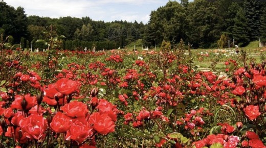 ������ ���: ���� ������� ��� ������� �����������?