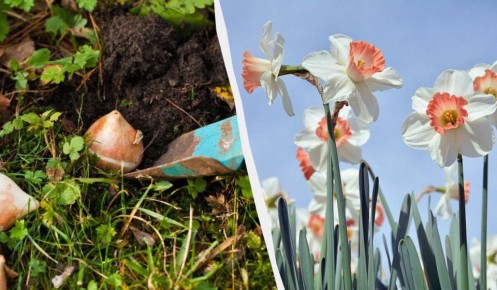 Как правильно сажать нарциссы весной: советы для великолепного цветения