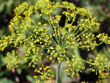 Как выбрать укроп для обильного урожая: секреты и лучшие сорта