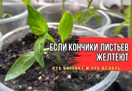 ������ ������� ������ � ������� � ������: ��� ����������� �������