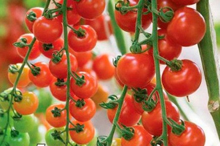 ������ �����: ������� ����� � ������������� ��������