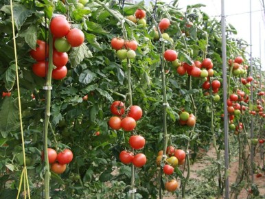 ��� ������ ������: ������� ��������� ����������� � �����