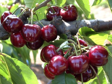 ������ ������� �����, �� �� ����������: �������� ������� � �������