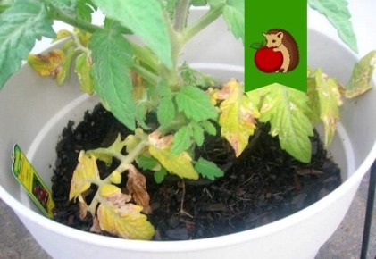 ������� �������� �������: ��� ������ ����� ���������