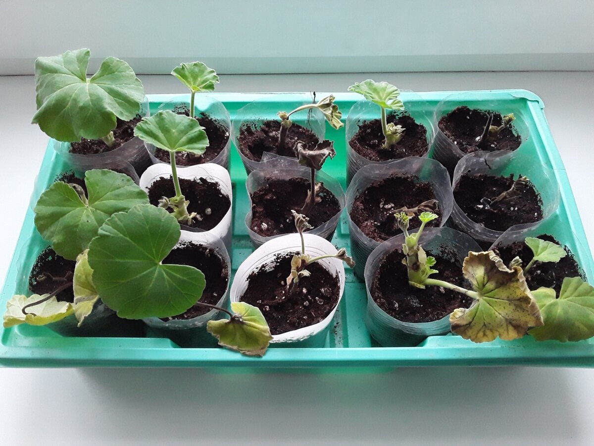 Зимние испытания пеларгоний: чем обернулись эксперименты?