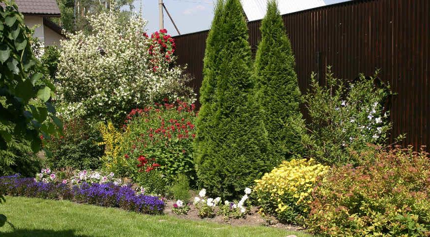 Устойчивые многолетники, которые украсили мой сад