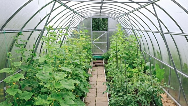 Как дрожжевая подкормка спасает огурцы и обеспечивает шикарный урожай