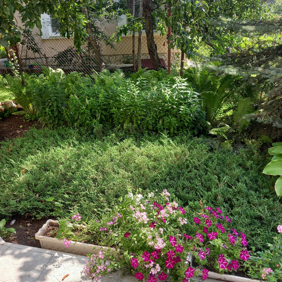 Флоксы: ключевые секреты для их великолепного цветения