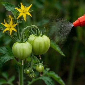 ������ ��������� ������ �������: ��� ����� ��� ����������� ������� ������ � ����