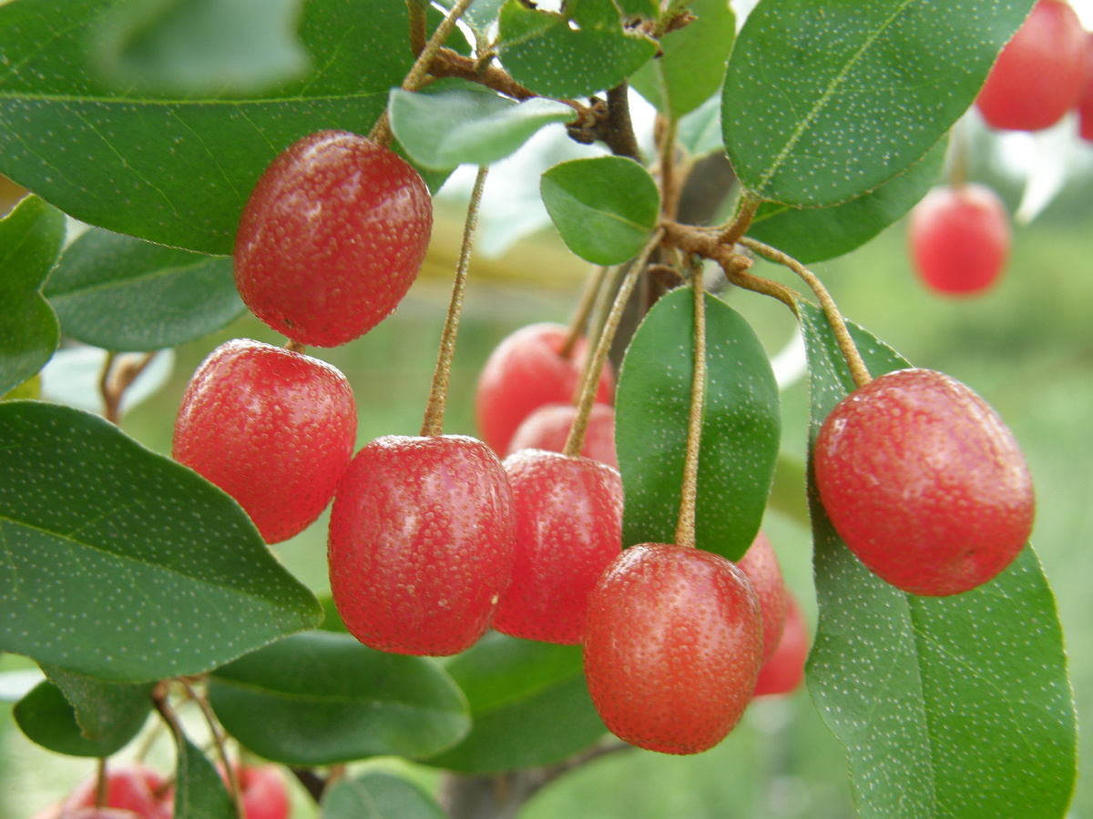 Гуми: удивительный кустарник с полезными ягодами для вашего сада