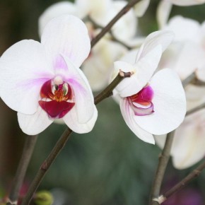 ������ ����� �� ������� �������: ��� �� ��������� ����?