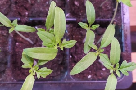 Как спасти рассаду томатов: основные причины замедления роста