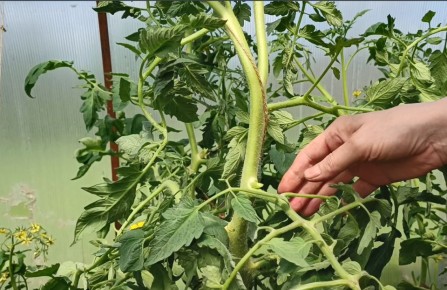 Почему ваши томаты не плодоносит: удивительные причины и эффективные решения