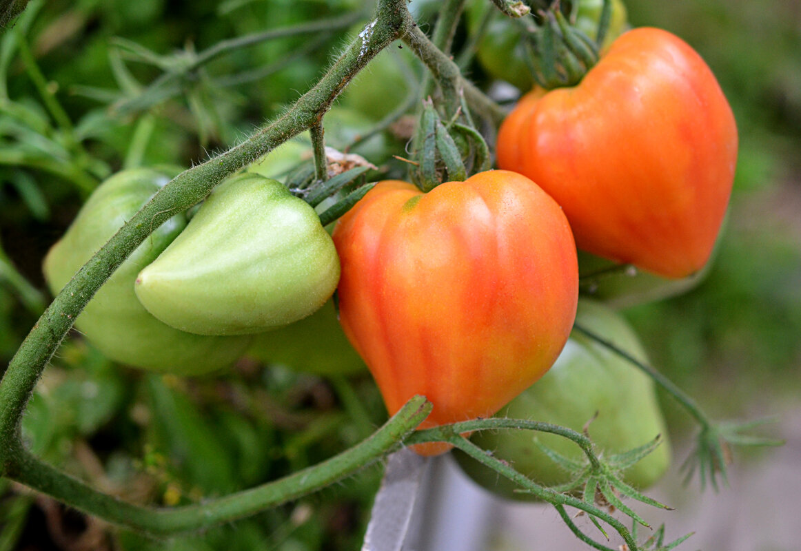 Как защитить томаты: секреты успешной профилактики заболеваний