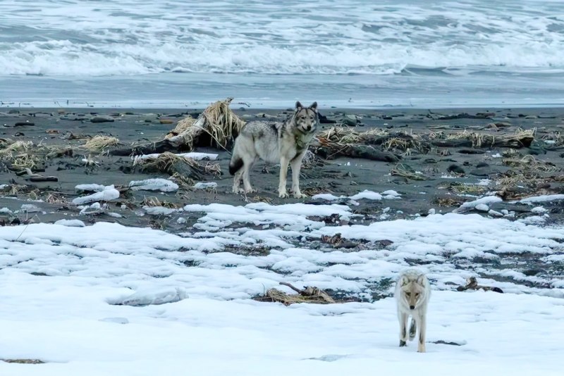 Стаю волков запечатлели в Кроноцком заповеднике