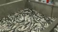 КАМЧАТКА КОРМИТ. Минтай, нерка, палтус и икра: Камчатка продолжает снабжать рыбой другие регионы