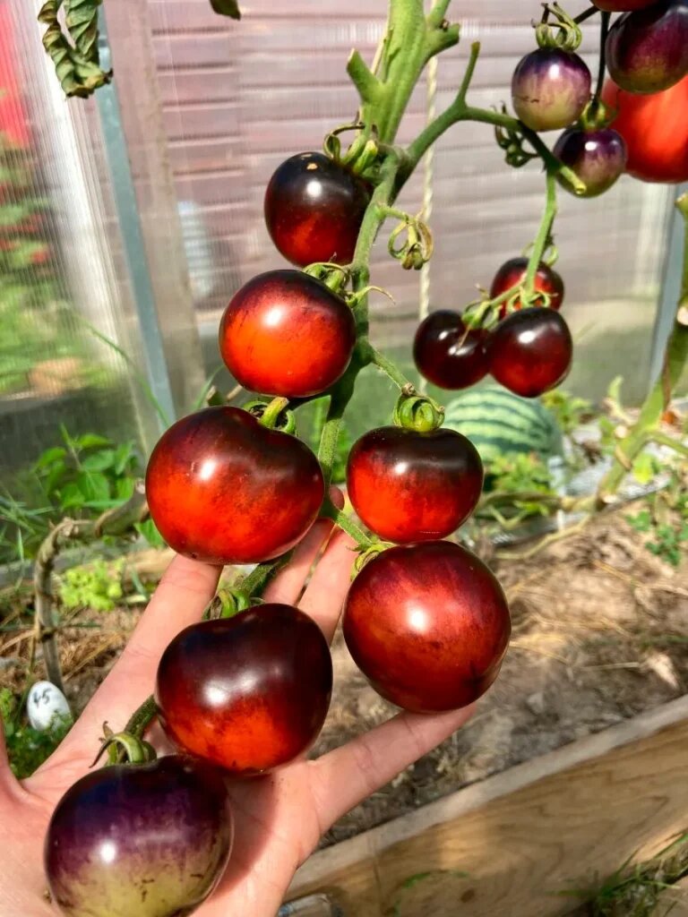 Томат Шахтер: необычные фиолетово-красные плоды для кулинарных экспериментов