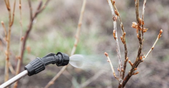 Секреты весенней защиты смородины: как сохранить здоровье кустов