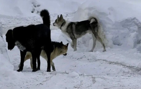 "������� ������" ����� ����� � ����������