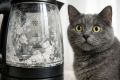 Накипь в чайнике: опасность для почек вашего кота?
