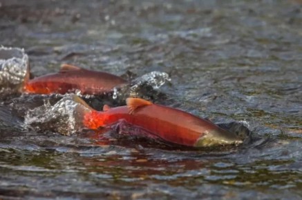 �� �������� �������� ���������� ��������������� ������ �� ������ �����