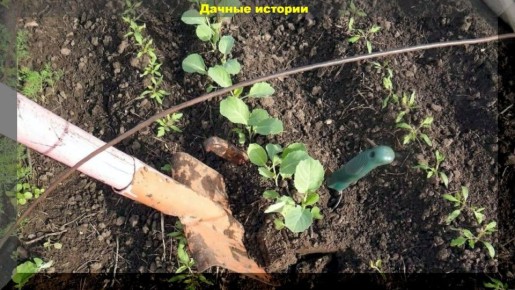 ������ ��� ��������: ��� ��������� �������� ������� � ���������� � ����������