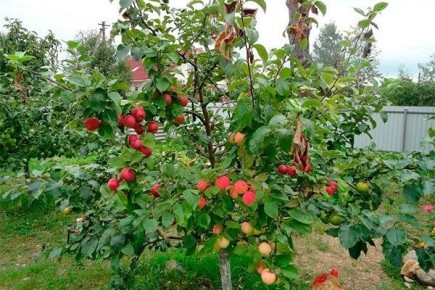 ������� �����: �������������� ��������� ����, ������� �������� ���������