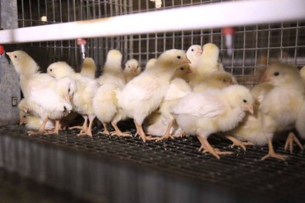 � ������ 2026 ���� � �� ����������� ����������� ������� ������� �� 39 ����� ����