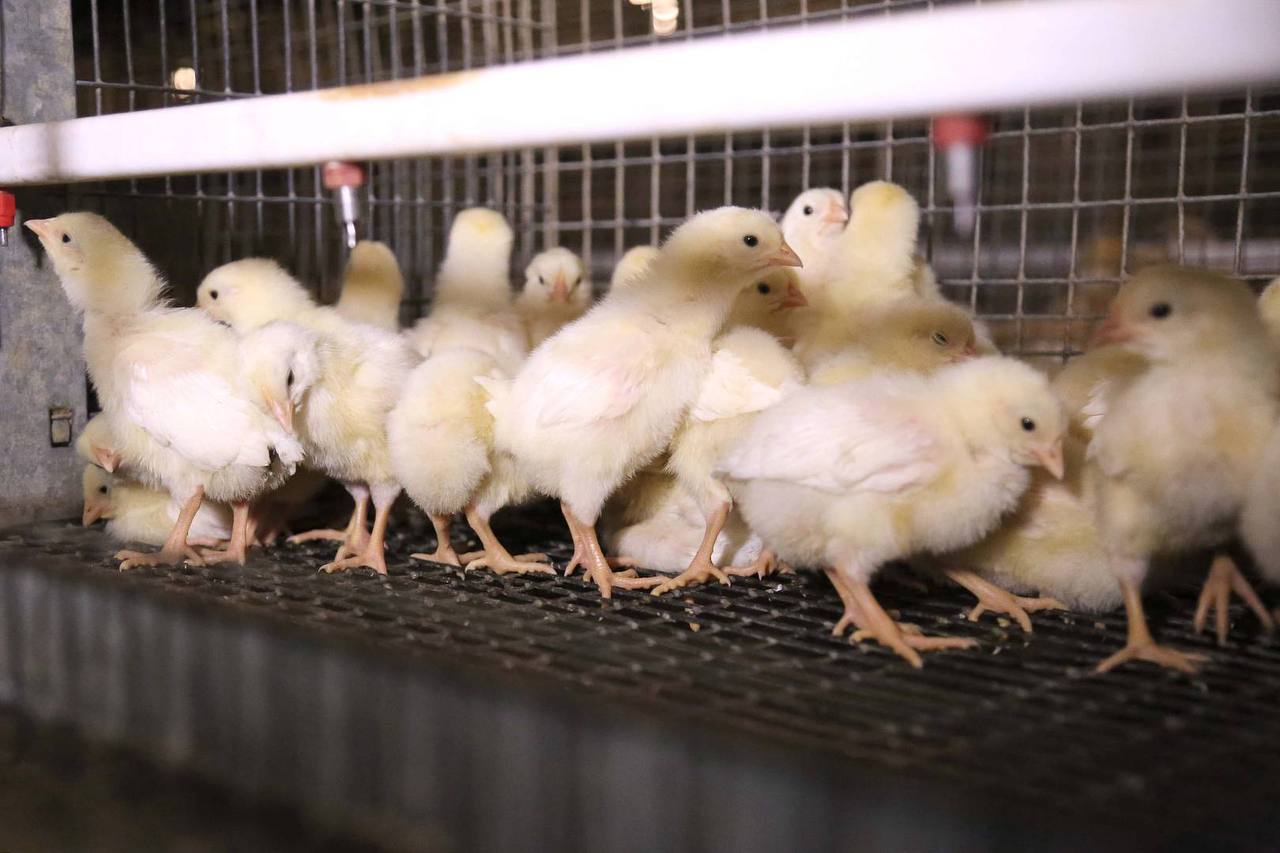 В апреле 2026 года в АО «Пионерское» планируется открыть птичник на 39 тысяч мест