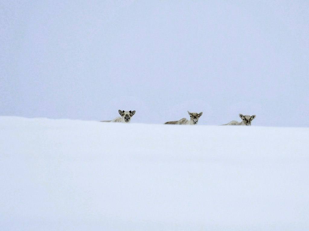 Краснокнижные олени на Камчатке могут задержаться в горах из-за глубокого снега
