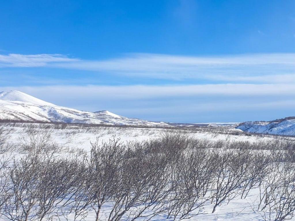 Краснокнижные олени на Камчатке могут задержаться в горах из-за глубокого снега Краснокнижные олени на Камчатке могут задержаться в горах из-за глубокого снега