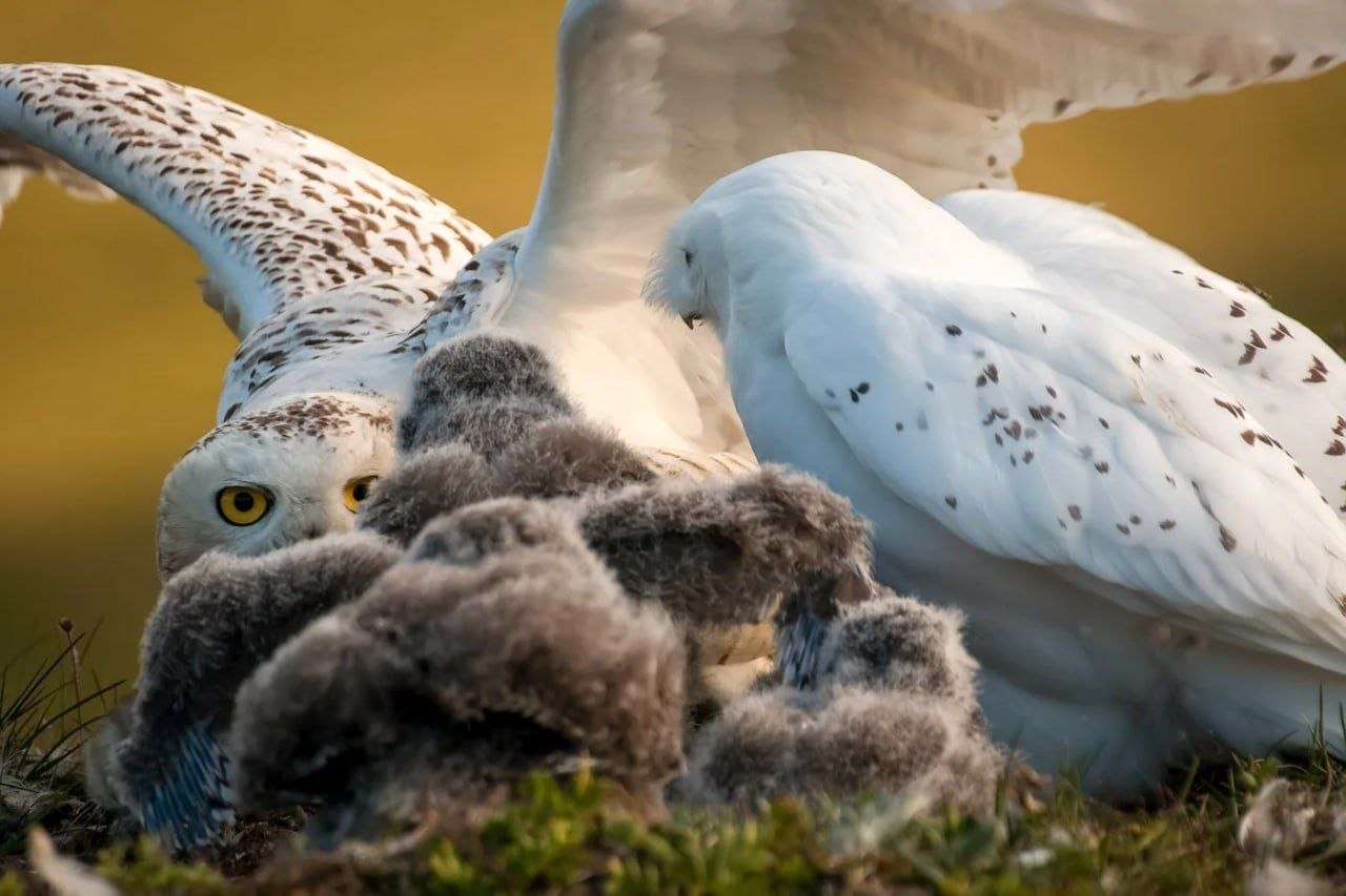 Начинаем утро с красоты!. Подсмотрели у соседей на Чукотке, как живут обитатели легендарного «Острова Врангеля» Начинаем утро с красоты!. Подсмотрели у соседей на Чукотке, как живут обитатели легендарного «Острова Врангеля»