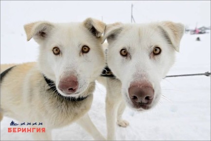 ���������-2026� ���������� ������ ��-�� ��������: ������ �������� � ����-�������� �� ����������