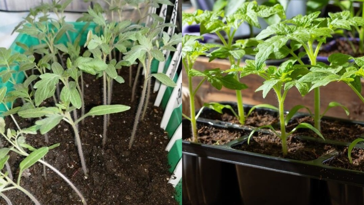 Как вернуть рассада к жизни за считанные дни: метод от опытного агротехника