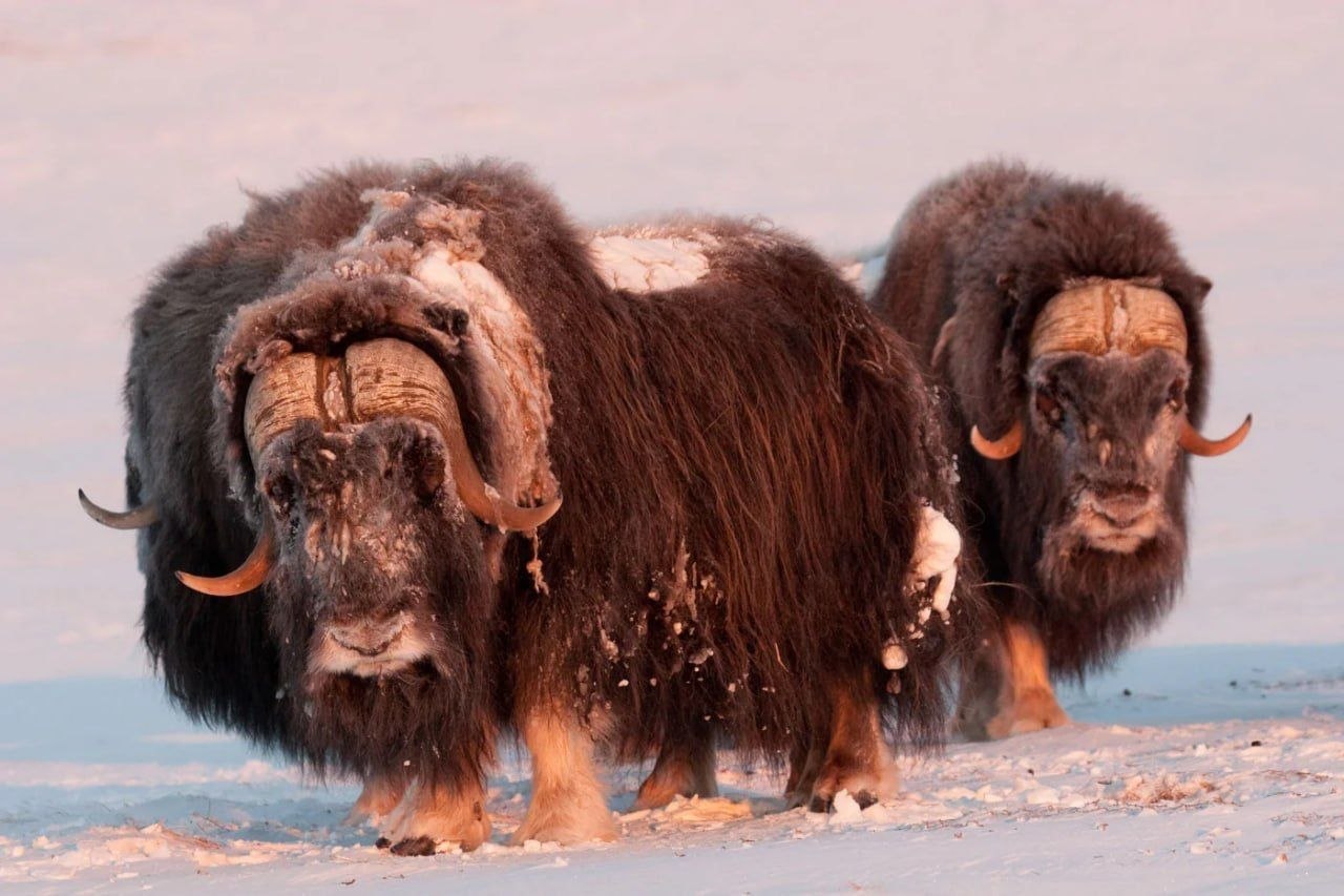 Начинаем утро с красоты!. Подсмотрели у соседей на Чукотке, как живут обитатели легендарного «Острова Врангеля» Начинаем утро с красоты!. Подсмотрели у соседей на Чукотке, как живут обитатели легендарного «Острова Врангеля»