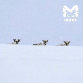 ��������� ������� ����� ������ �� �������� �������� � ����� ��-�� �������� ��������