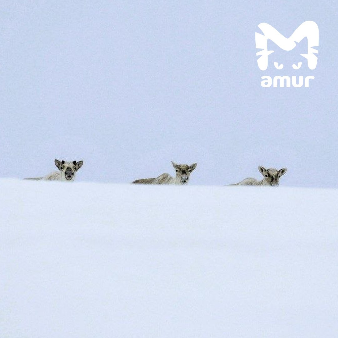 Последнее крупное стадо оленей на Камчатке застряло в горах из-за метровых сугробов