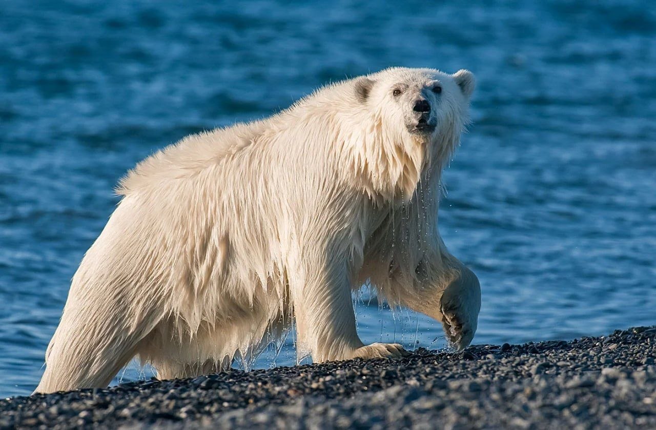 Начинаем утро с красоты!. Подсмотрели у соседей на Чукотке, как живут обитатели легендарного «Острова Врангеля» Начинаем утро с красоты!. Подсмотрели у соседей на Чукотке, как живут обитатели легендарного «Острова Врангеля»
