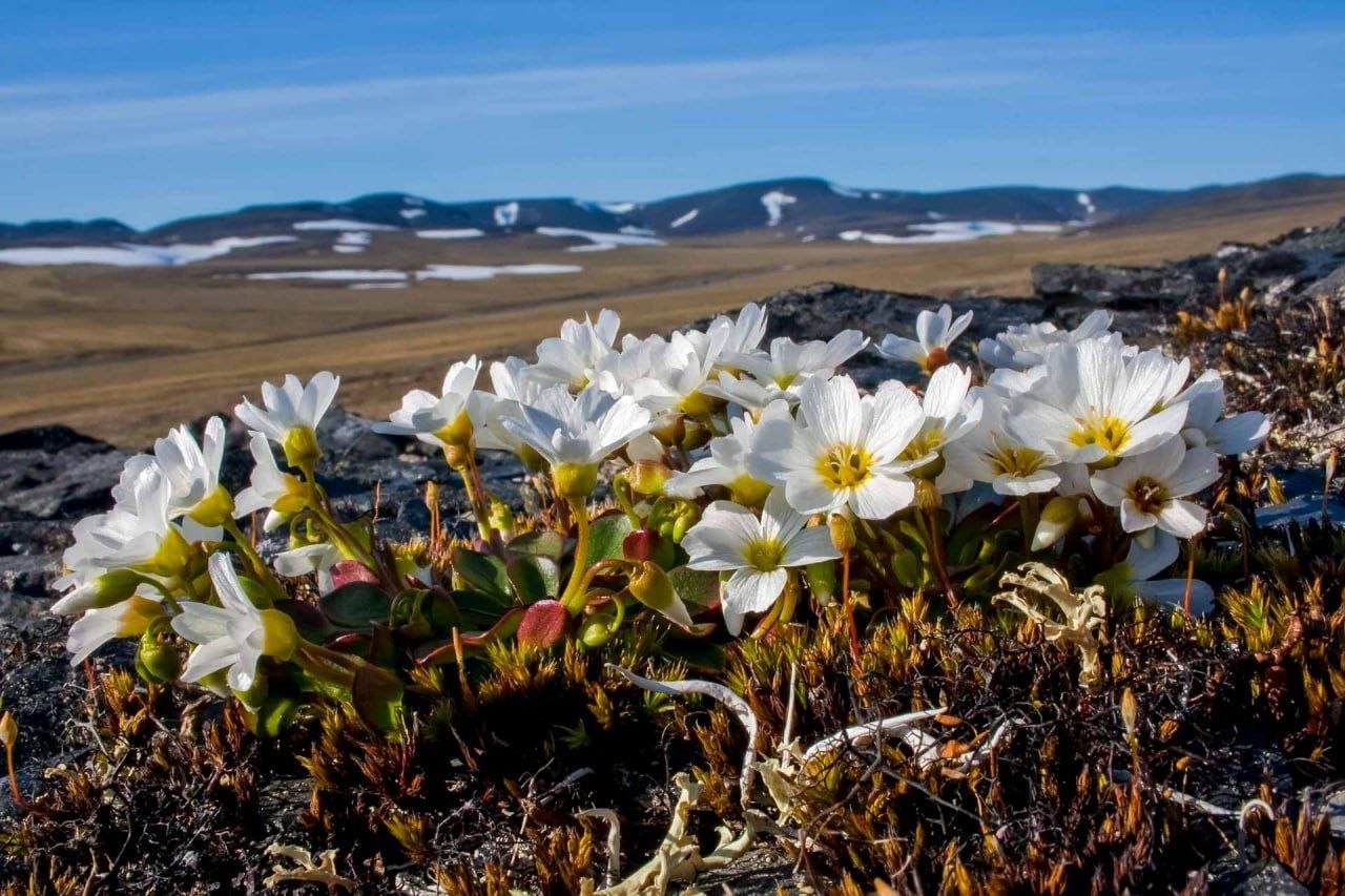 Начинаем утро с красоты!. Подсмотрели у соседей на Чукотке, как живут обитатели легендарного «Острова Врангеля» Начинаем утро с красоты!. Подсмотрели у соседей на Чукотке, как живут обитатели легендарного «Острова Врангеля»