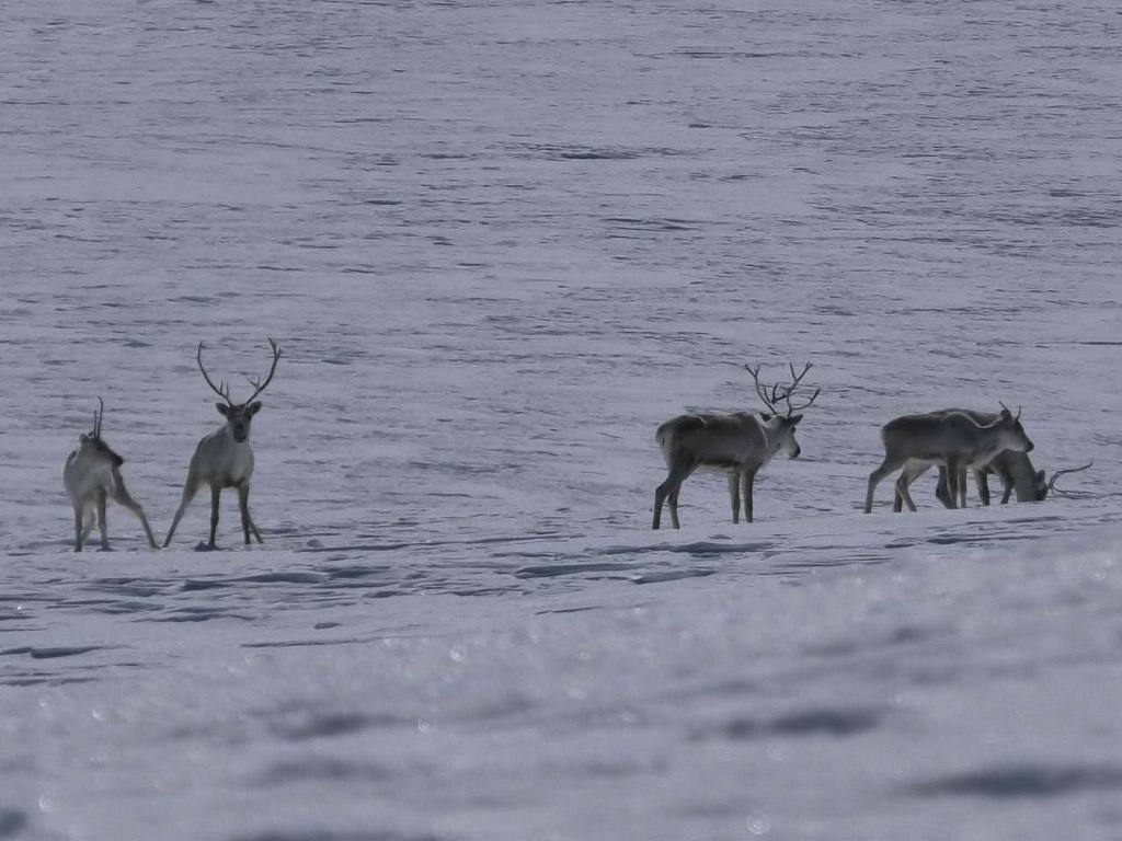 Краснокнижные олени на Камчатке могут задержаться в горах из-за глубокого снега Краснокнижные олени на Камчатке могут задержаться в горах из-за глубокого снега