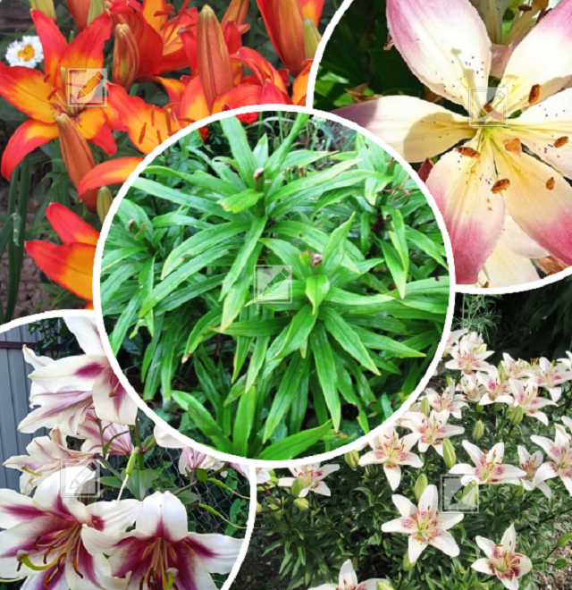 Лучшие советы по уходу за лилиями после цветения