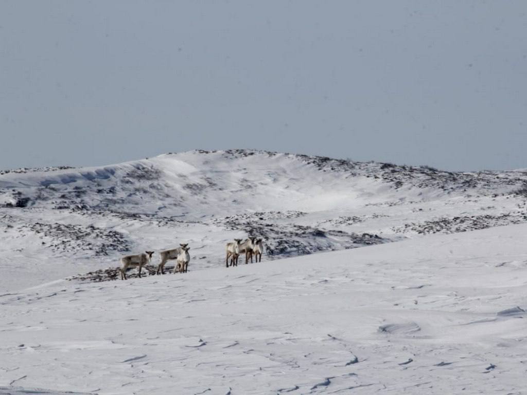 Краснокнижные олени на Камчатке могут задержаться в горах из-за глубокого снега Краснокнижные олени на Камчатке могут задержаться в горах из-за глубокого снега
