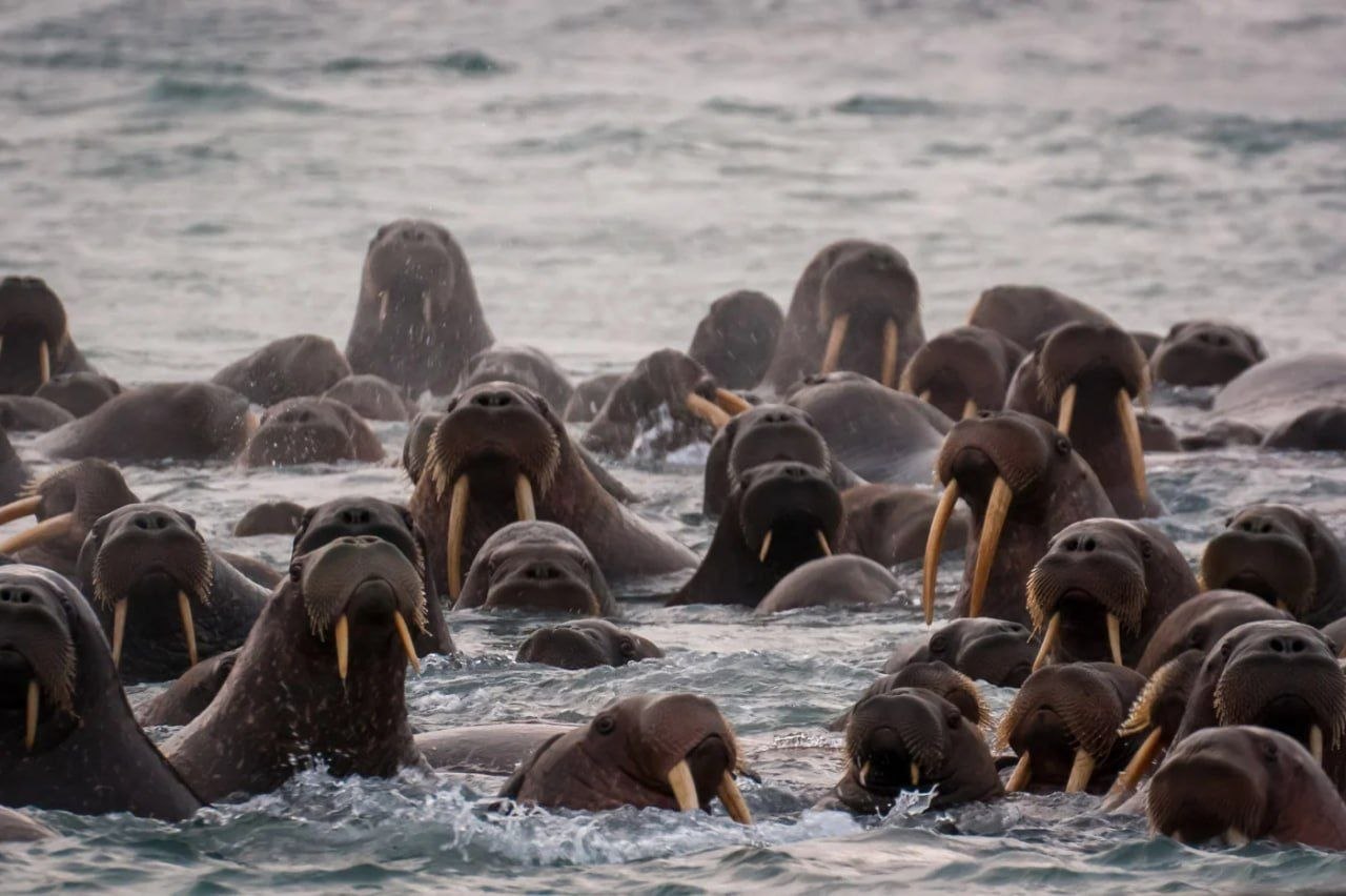 Начинаем утро с красоты!. Подсмотрели у соседей на Чукотке, как живут обитатели легендарного «Острова Врангеля» Начинаем утро с красоты!. Подсмотрели у соседей на Чукотке, как живут обитатели легендарного «Острова Врангеля»
