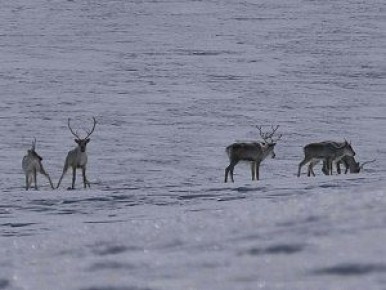 ����� ������������� � ����� ��-�� �����