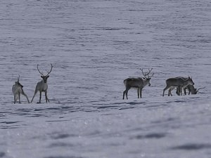 Олени задерживаются в горах из-за снега