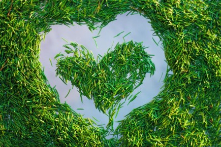 Хвоя и лапник: 11 универсальных советов для дачников