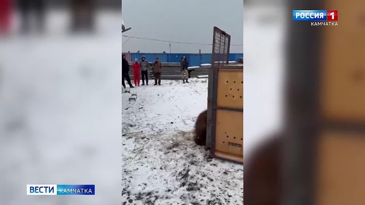 Осиротевший медведь Потапыч заметно подрос