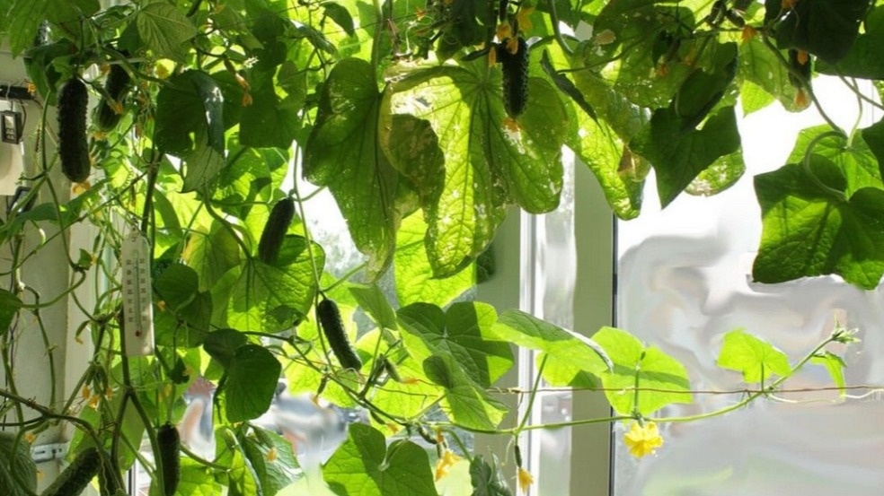 Опыт домашних огурцов: как получить урожай за 45 дней без земли