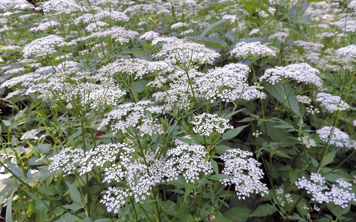 Как избавиться от сныти на участке: проверенные методы и стратегии борьбы